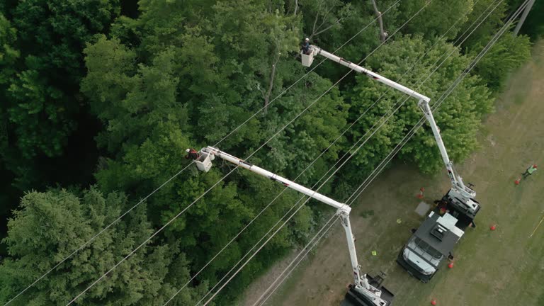 Best Tree Removal  in Madison, FL